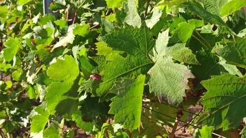 Close-up of grape leaves swaying in the wind Stock Footage 141667802