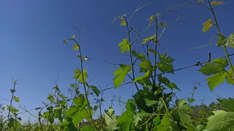 Close-up of grape leaves swaying in the wind. Bunches of ripe grapes in vineyard Stock Footage 213897436