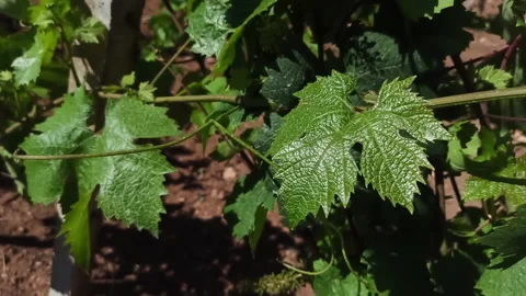 Close-up of grape leaves swaying in the wind. Bunches of ripe grapes in vineyard Stock Footage 213898550