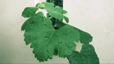 Close-up of grape leaves swaying in the wind. Vídeos de archivo 255196015