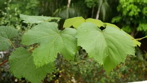 Close-up of grape leaves swaying in the wind. Stock Footage 255196017