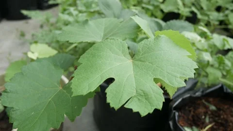 Close-up of grape leaves swaying in the wind. Vídeos de archivo 255196350