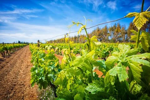 Close up of grape seedlings in spring Stock Photos