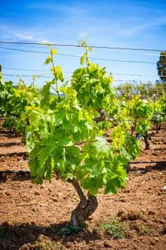 Close up of grape seedlings in spring Stock Photos