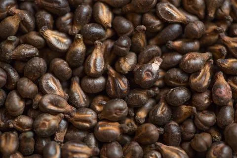 Close up with grape seeds Stock Photos