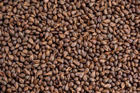 Close up with grape seeds Stock Photos