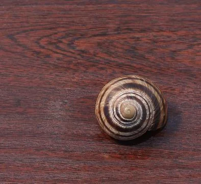Close-up of a grape snail shell. Stock Photos