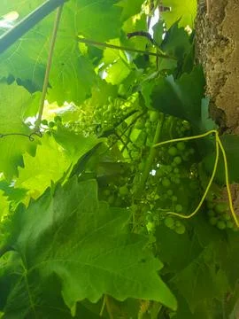 Close up of the grape vine from below Stock Photos