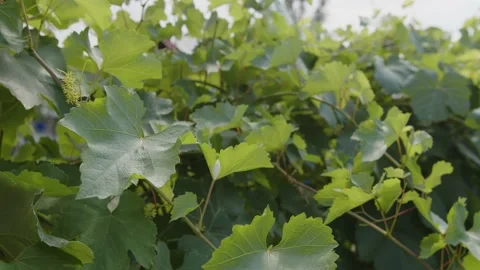 Close up grape vine with green leafs Stock Footage 201844058