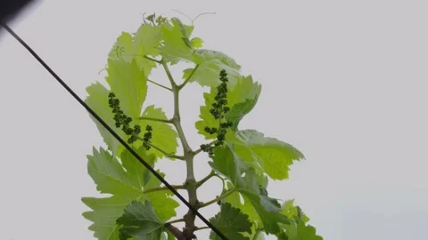 Close-up of Grape Vine Leaves and Buds Against Overcast Sky with Power Line Stock Footage 337442401