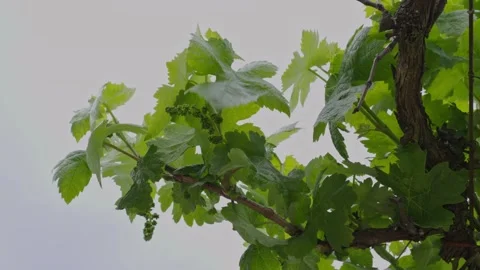 Close-Up of Grape Vine Leaves and Unripe Grapes Against Soft Overcast Sky Stock Footage 337442414
