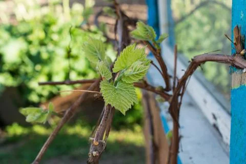 Close up of a grape vine Stock Photos