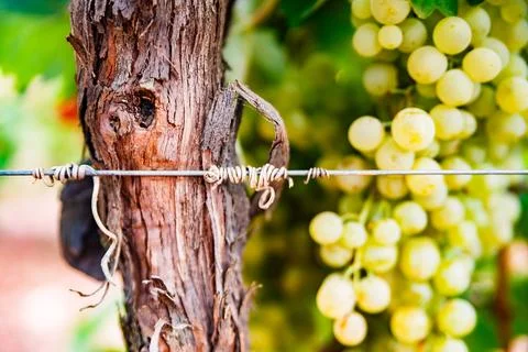 Close-up of Grape Vine Trunk and Out-of-Focus Grapes Stock Photos