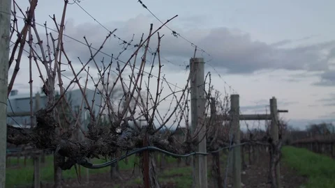 Close-Up Grape Vines in Winter 스톡 동영상 85443405