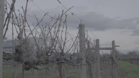 Close-Up Grape Vines in Winter - Log Stockbeeldmateriaal 85442783