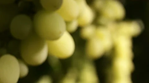 Close-up of a grape on a vineyard Stock-Footage 27474528