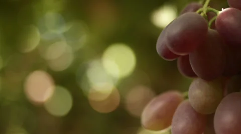 Close-up of a grape on a vineyard Stock Footage 27474737