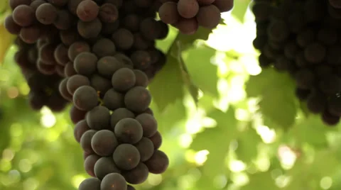 Close-up of a grape on a vineyard Stock-Footage 27475517