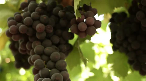Close-up of a grape on a vineyard Stock Footage 27475956