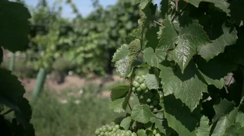 Close up of Grape on Vineyard. Stock Footage 60039394