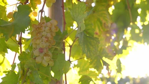 Close-up of grapes on branches ripened by rays of sun on local farm Stock Footage 254001292