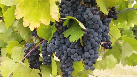 Close Up of Grapes in a Farm Stock Footage 138208930