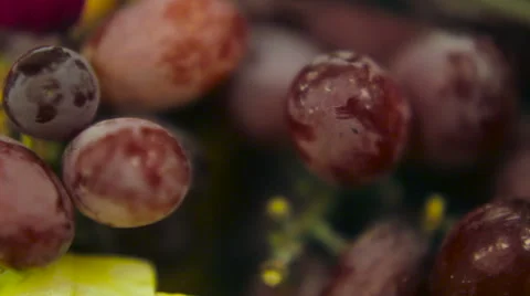 Close Up of Grapes Stock Footage 53527053