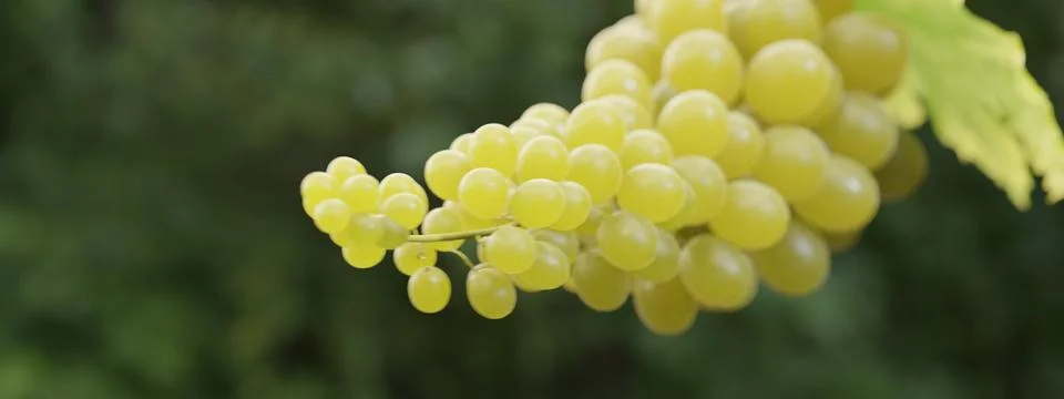 Close up of grapes hanging on branch 3d render Stock Photos