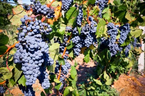 Close up of grapes Foto stock