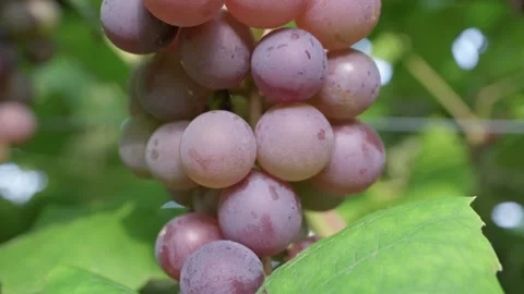Close up of grapes on a vine Stock Footage 282643845