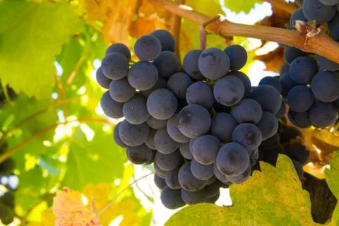 Close-up of grapes on a vine Stock Photos