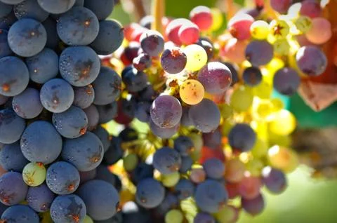 Close up of grapes on the vine Stock Photos