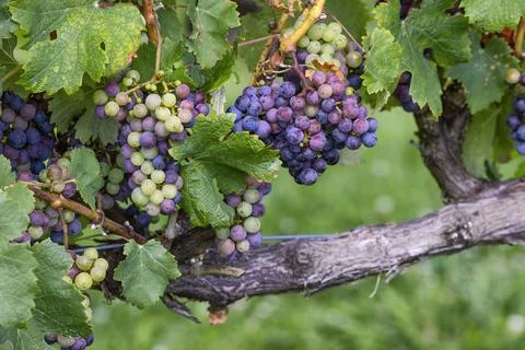 Close up of grapes on a vine Stock Photos