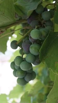 Close-Up of Grapes on a Vine Stock Photos