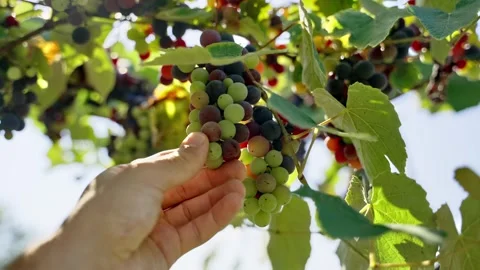 Close up on grapes on vines as farmer or vintner is checking the fruits Stock Footage 308668586