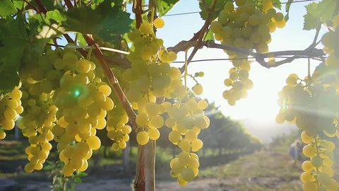 Close up grapes on vineyard against sunset. Stock Footage 114229292
