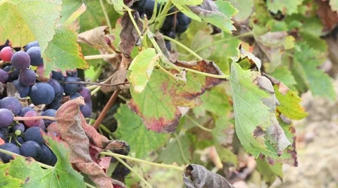 Close up of grapes in vineyard Stock Footage 43071828