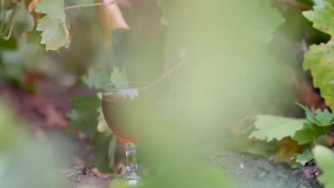 Close On Grapes In Vineyard Outside Kurtz Orchard, Green Grapes On The Stock Footage 165804850