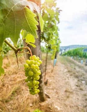 Close up of grapevine and stem in a small vineyard Stock Photos