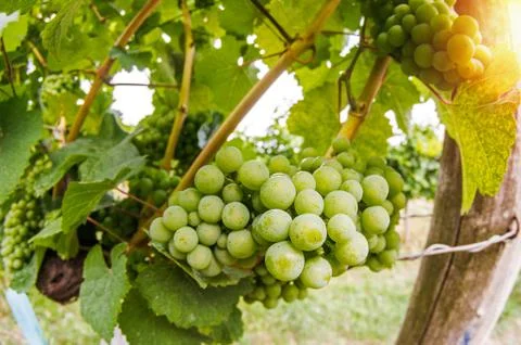 Close up of grapevine and stem in a small vineyard Stock Photos