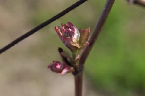 Close-up of grapevine budburst on vine in springtime sunlight outdoors Stock Photos