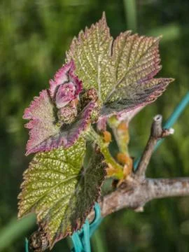 Close-Up of Grapevine Budding in Spring Stock Photos