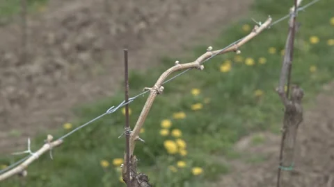Close up of grapevine buds in a Moravian vineyard Stock Footage 339776959
