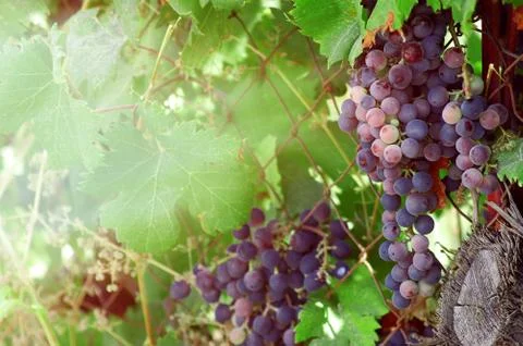 Close up of grapevine.A cluster of red wine grapes hanging from a vine on the Stock Photos