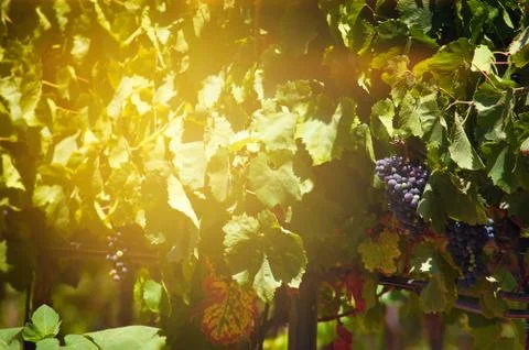 Close up of grapevine.A cluster of red wine grapes hanging from a vine on the Stock Photos