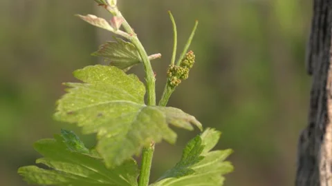 Close Up Of Grapevine Flower Buds In Shallow Depth Of Field. Selective Vidéo 190541747