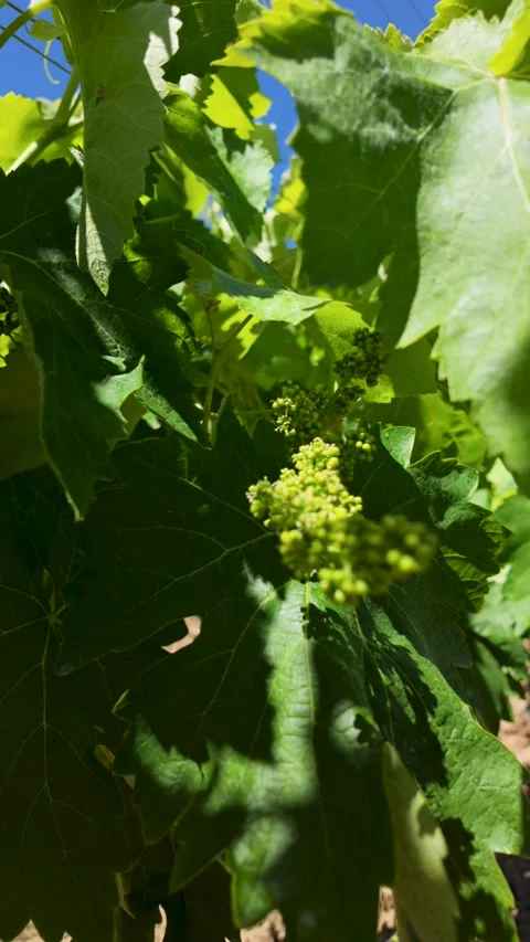 Close-up of grapevine flowers and young grape clusters growing among sunlit.. Stock Footage 344808984