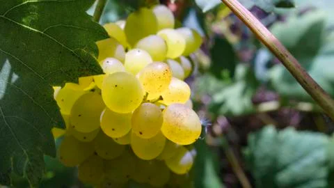 Close up grapevine in garden, selective focus with blur background. Stock Photos