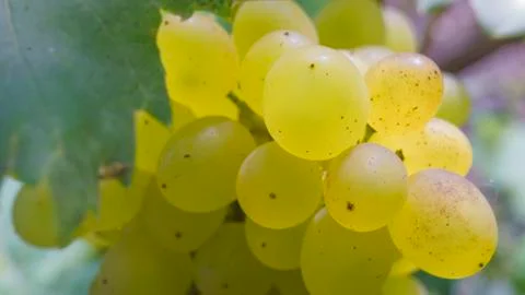 Close up grapevine in garden, selective focus with blur background. Stock Photos