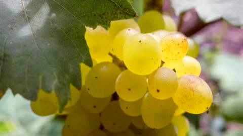 Close up grapevine in garden, selective focus with blur background. Stock Photos